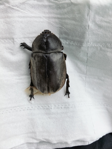 Japanese Rhinoceros Beetle