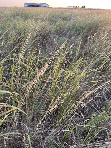 sideoats grama