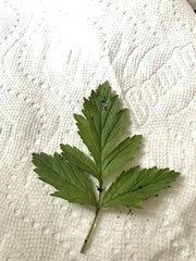 Geum vernum