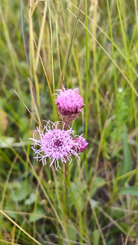 Rocky Mountain blazing star