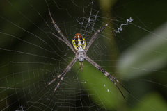 Argiope dang