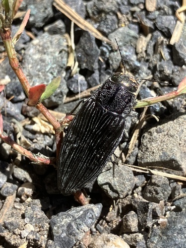 iNaturalist observation photo of Pink-faced jewel beetle
