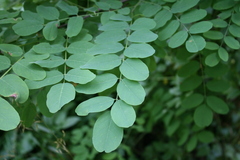 Robinia pseudoacacia