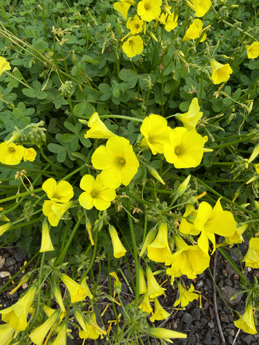 Bermuda buttercup