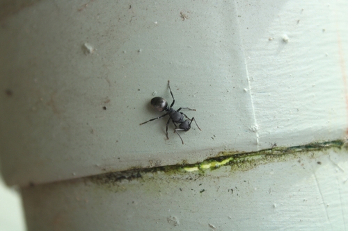 Polyrhachis phryne