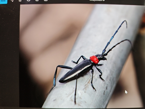 Red necked longhorn beetle