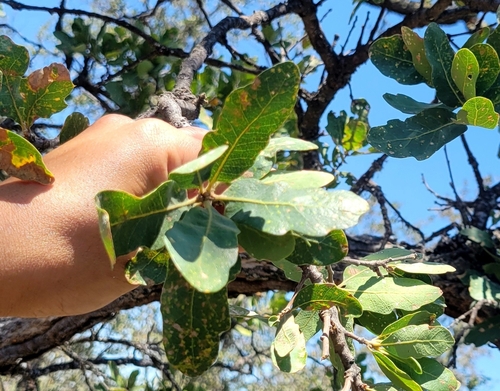 iNaturalist observation photo of Dumosae