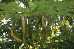 Robinia pseudoacacia