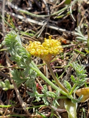 Lomatium foeniculaceum