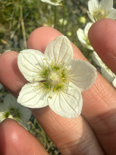 marsh grass-of-Parnassus