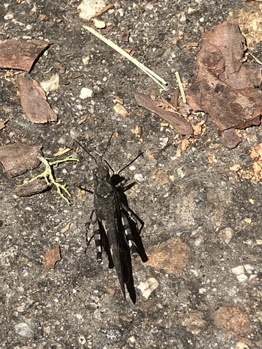 iNaturalist observation photo of Fontana Grasshopper