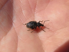 Otiorhynchus tristis