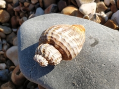 Buccinum undatum