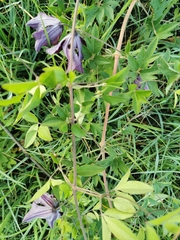 Clematis viticella