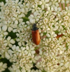 Omophlus syriacus