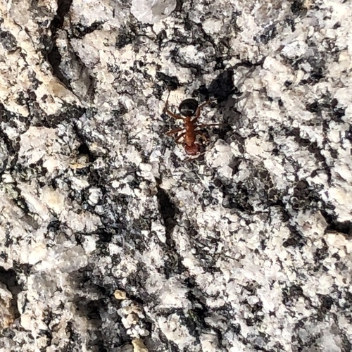 iNaturalist observation photo of Wood, Mound, and Field Ants
