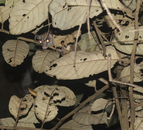 Brown-eared Woolly Opossum
