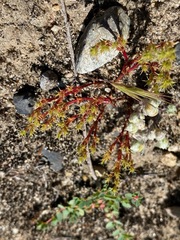 Lastarriaea coriacea