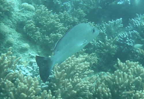 Lutjanus lemniscatus observed 2026-08-10