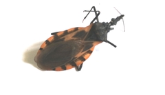 Triatoma mexicana
