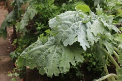 Brassica oleracea acephala