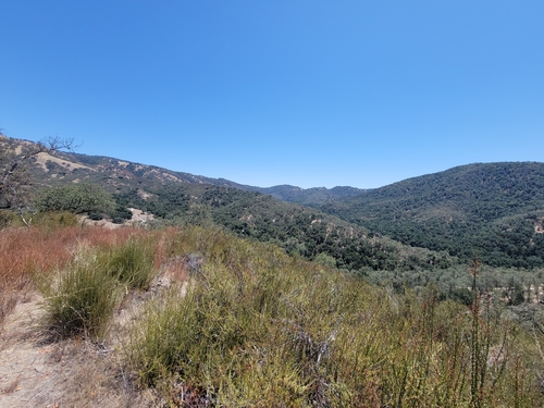 iNaturalist observation photo of chamise