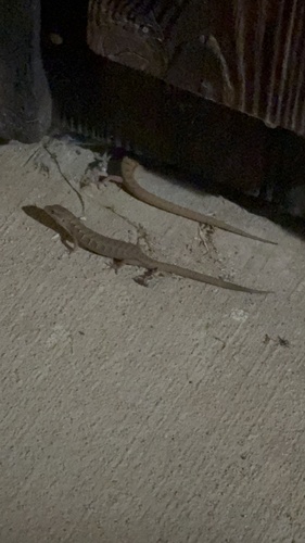 iNaturalist observation photo of Southern Alligator Lizard