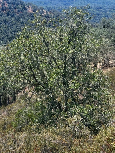iNaturalist observation photo of Dumosae