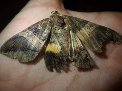 Bastilla fulvotaenia