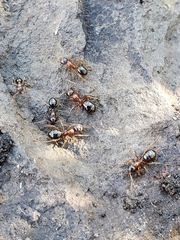 Formica subpolita