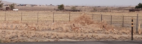 Pronghorn