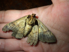 Bastilla fulvotaenia