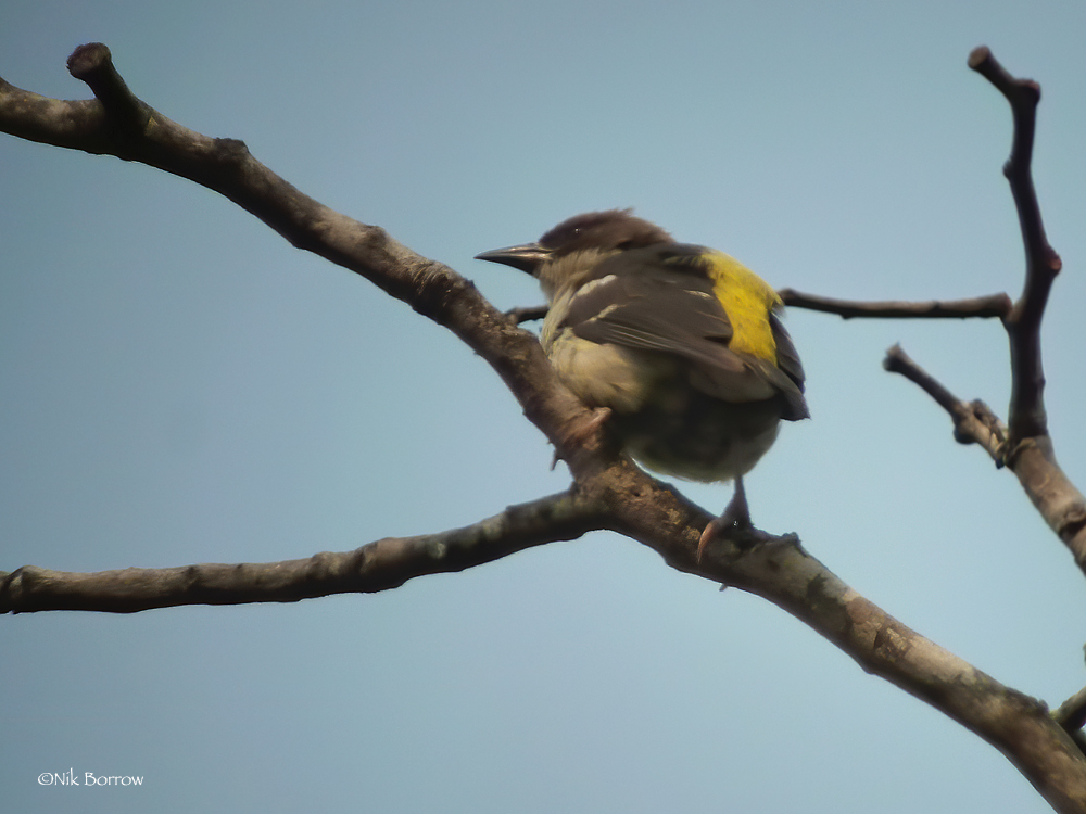 Bar-winged Weaver