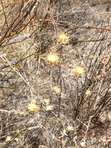 iNaturalist observation photo of Maltese star-thistle