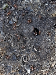 Formica subpolita