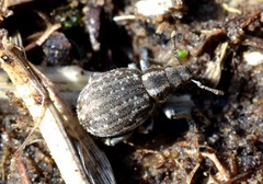 Philopedon plagiatum