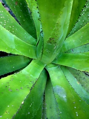 Agave bovicornuta
