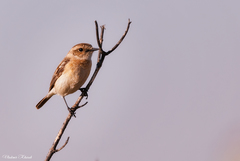 Saxicola maurus