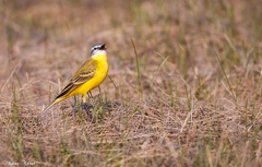 Motacilla flava