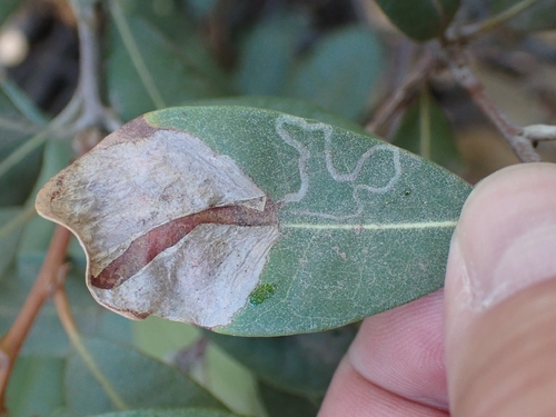 iNaturalist observation photo of Cameraria sempervirensella