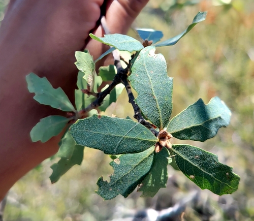 iNaturalist observation photo of Alvord Oak