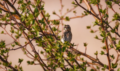 Anthus trivialis