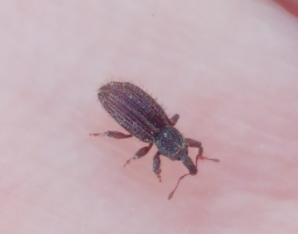 Styphlini