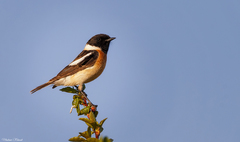 Saxicola maurus