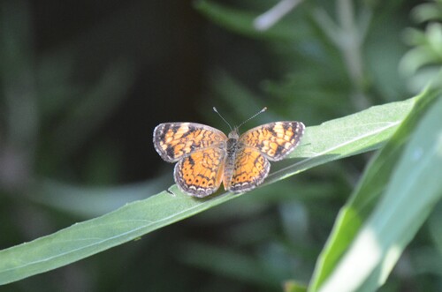 Phyciodes tharos riocolorado