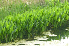 Sagittaria platyphylla