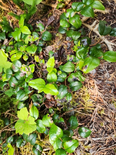 Gaultheria ovatifolia, photograph 4