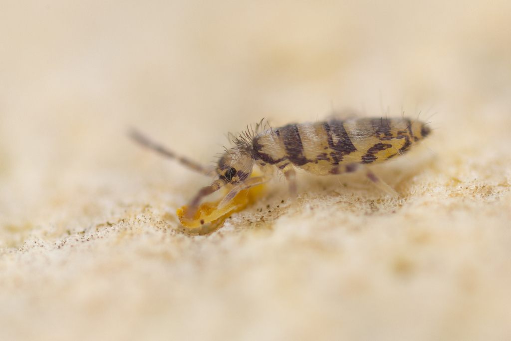 Entomobrya varia