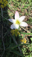 Zephyranthes fosteri