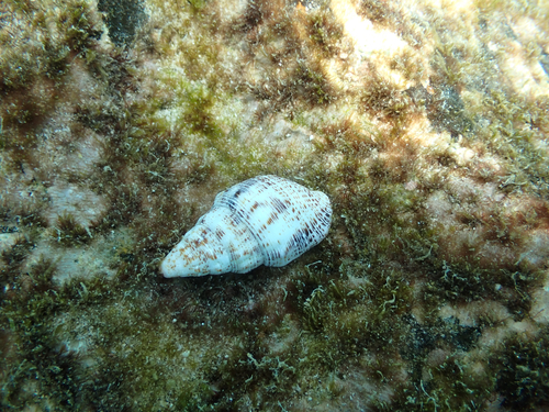 Cerithium maculosum observed 2026-08-10
